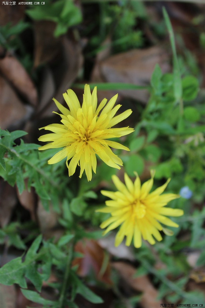 【图】大爱吾7 踏青之旅_艾瑞泽7论坛_汽车之