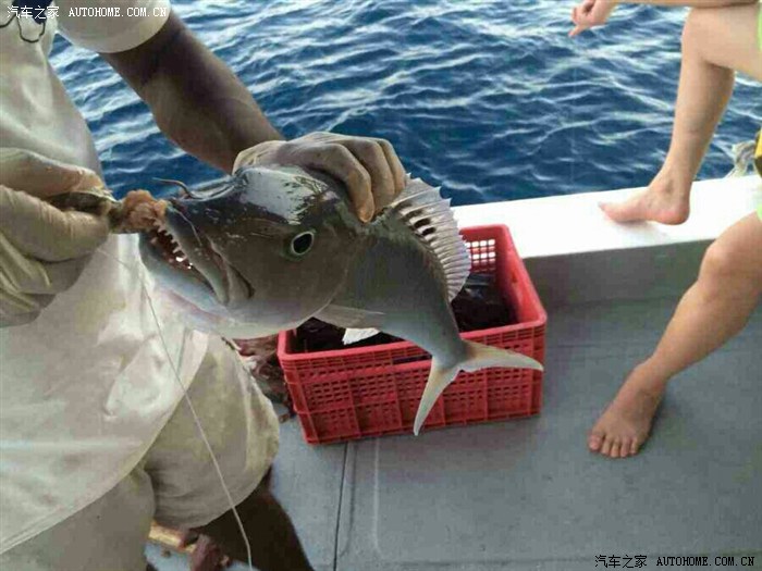 【图】昨天马尔代夫海钓一条凶猛鱼,在线求科