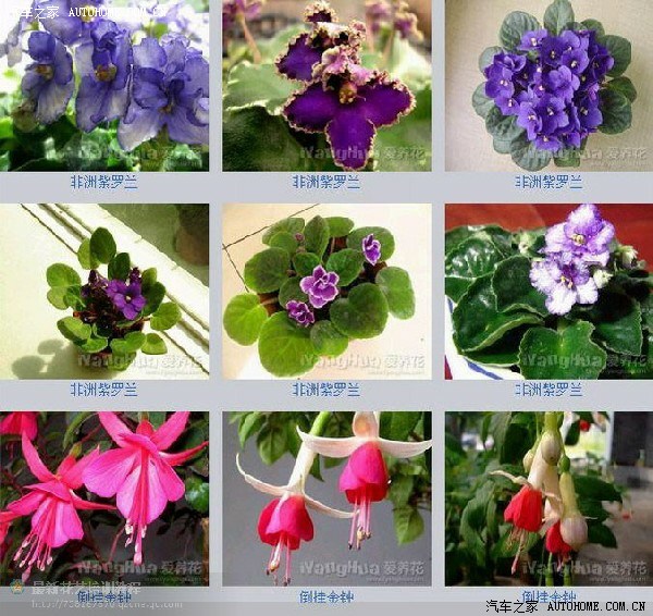 百花图谱