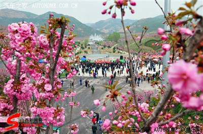 【春之约】:游赏太原西山首届樱花节