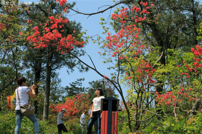 5月2日磐安高姥山赏杜鹃花