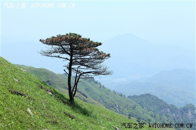 路边偶尔还有几颗小树.