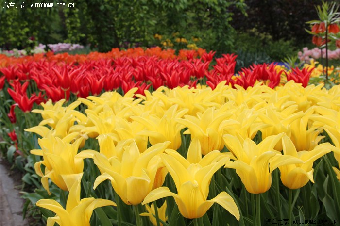 【图】【踏春之旅】郁金香盛开的季节---荷兰K