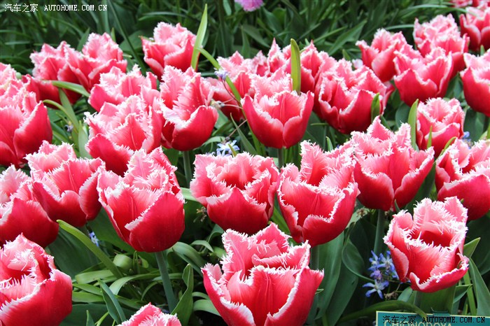 【踏春之旅】郁金香盛开的季节---荷兰KEUKE