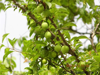 过端午,汶川绵虒摘车厘子.