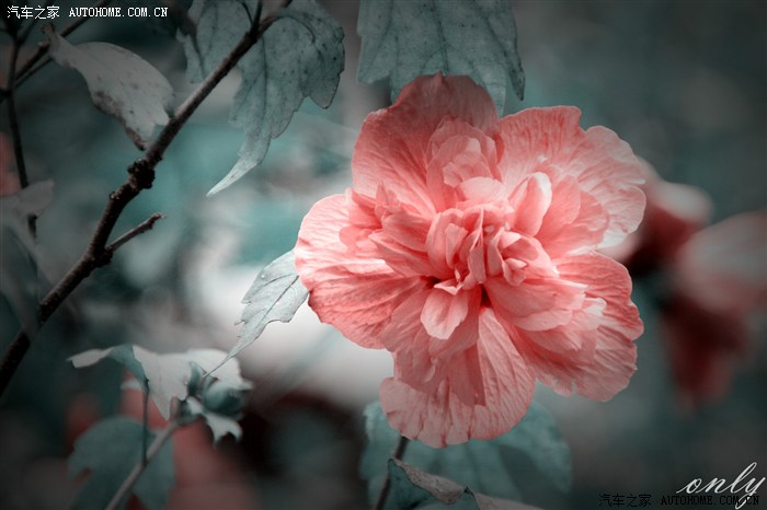 【图】【翾式摄影】六月、风会记得一朵花的香