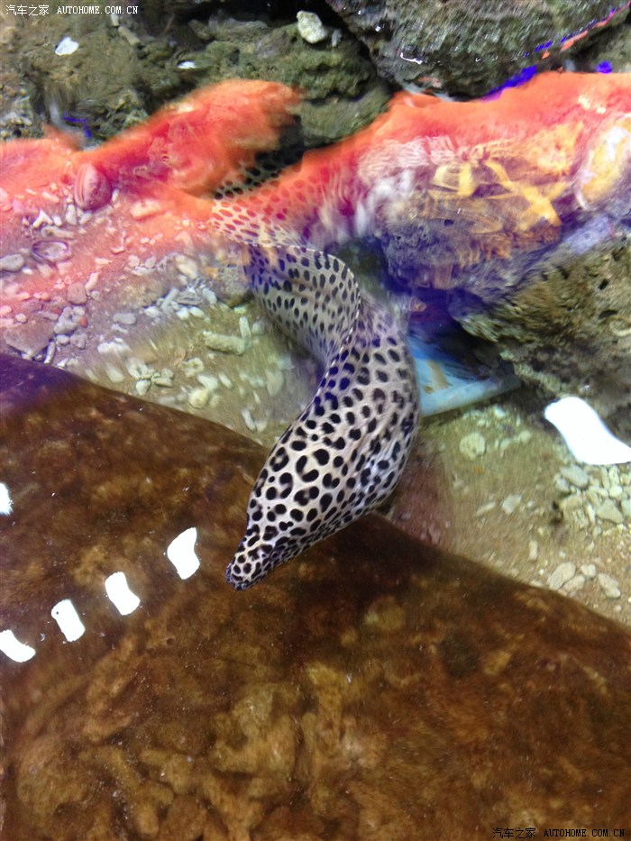 【图】六月间 到三亚感受大海的温度