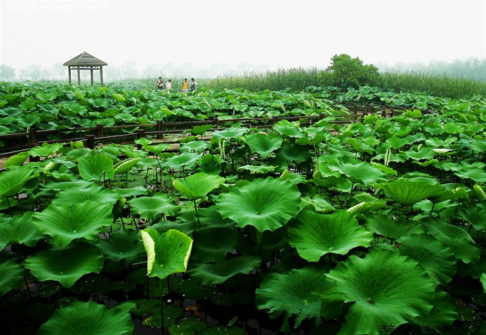 淮南龙湖公园的荷花在怒放,想后湖一定