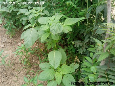 回家种玉米,再拍老家的花花草草.