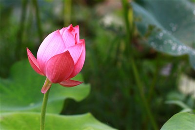 花骨朵儿个