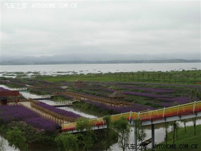 观赏威宁草海边上的相思草,草海泰丰园,西海码头.