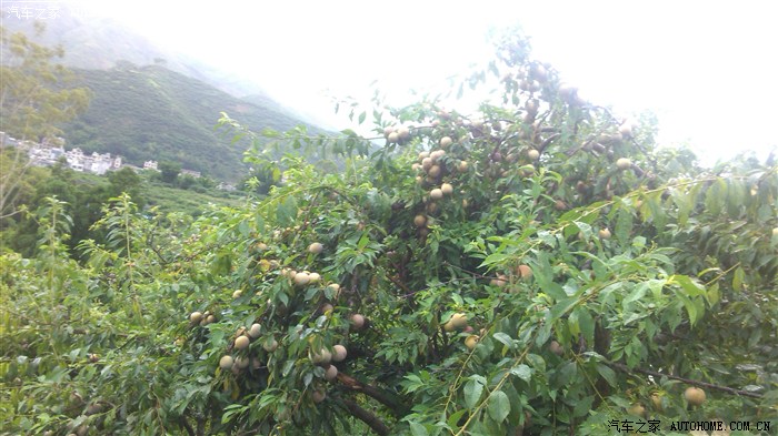 信宜山区行钱排三华李石根山