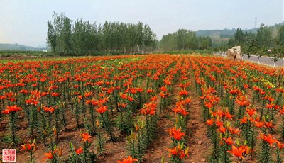 【图】花卉《家乡百合花正艳》