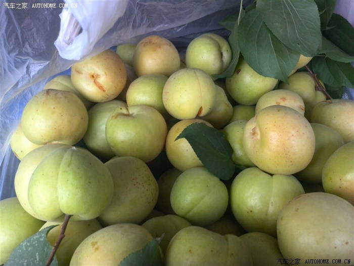 【图】香瓜姊妹篇-甜杏