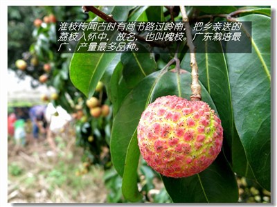 【超人黑威】荔枝红了——回老家摘桂味极品"鸭头绿"