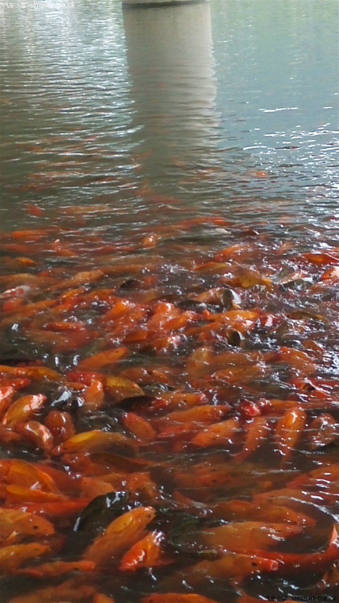 【图】今天带儿子喂鱼去(有密集恐惧症的慎入