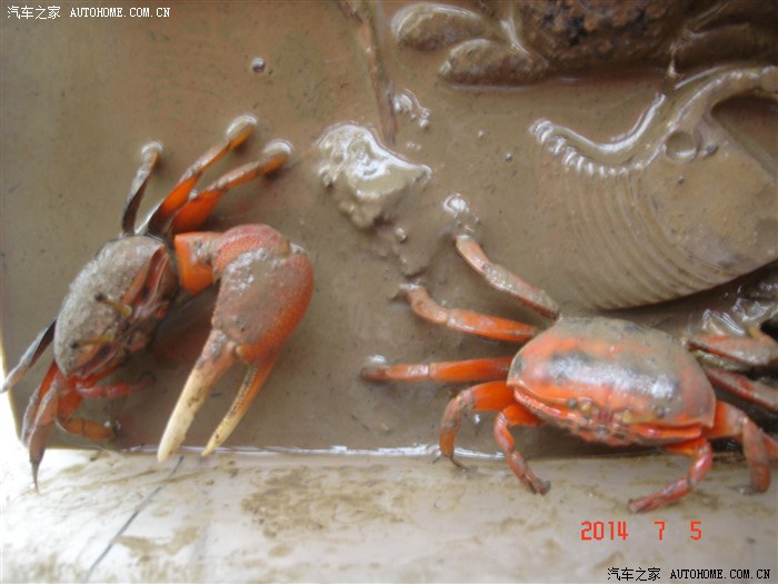 20140705·广东湛江·廉江高桥·红树林,招潮蟹和弹涂鱼