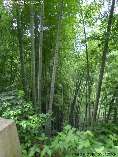 竹林 一株株翠竹高耸挺拔,顶天立地!