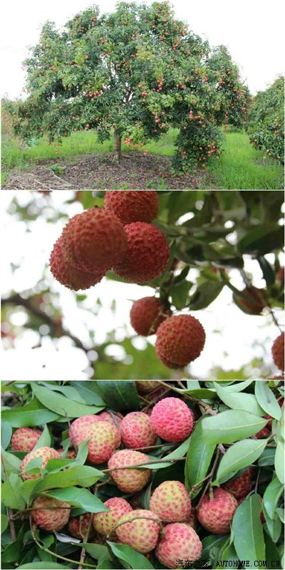 桂味中有一种叫「鸭头绿」,有墨绿色的斑片,是特佳的品种.