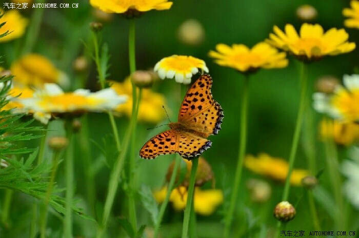 【图】蝴蝶飞鸟_摄影论坛_汽车之家论坛