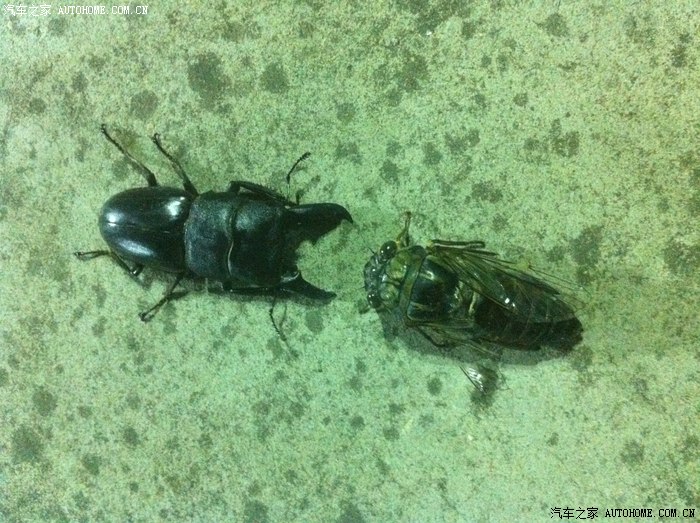 看图猜动物。还有妙图哦。来晚了就被河蟹了哦