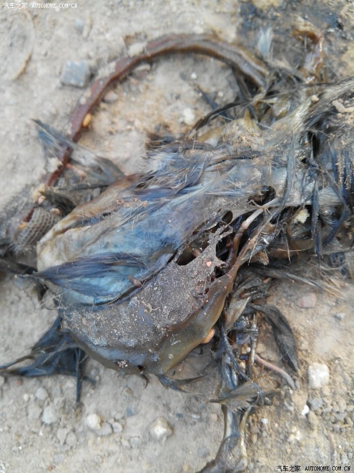 看到死老鼠吉利_梦见死老鼠_看到死老鼠吉利