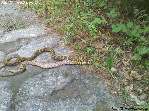 拍摄于仙居神仙居景区,无毒的油菜花蛇强力吞吃剧毒五步蛇