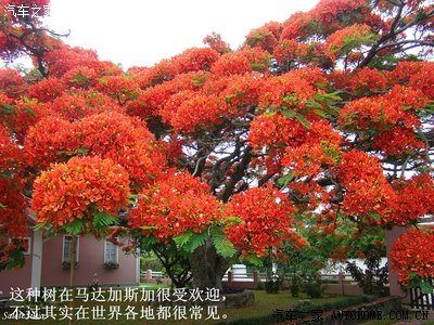 世界上各种各样的树