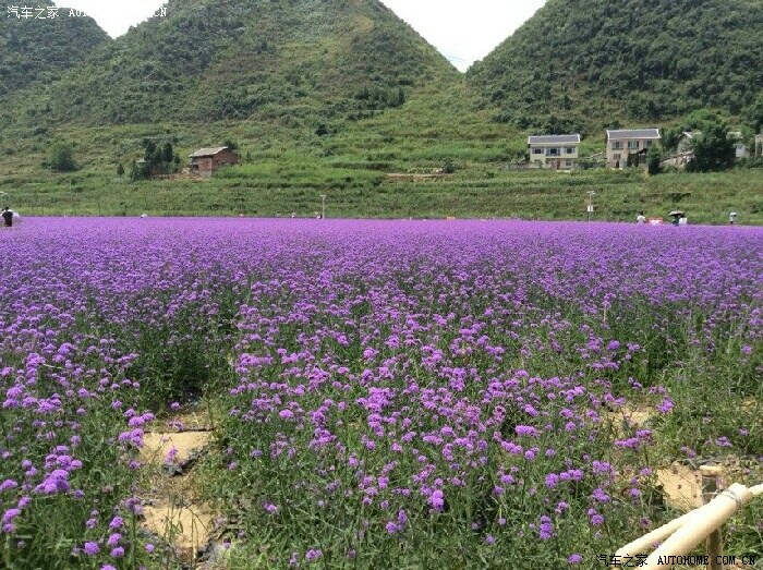 周末带上家人到遵义绥阳薰衣草基地一游