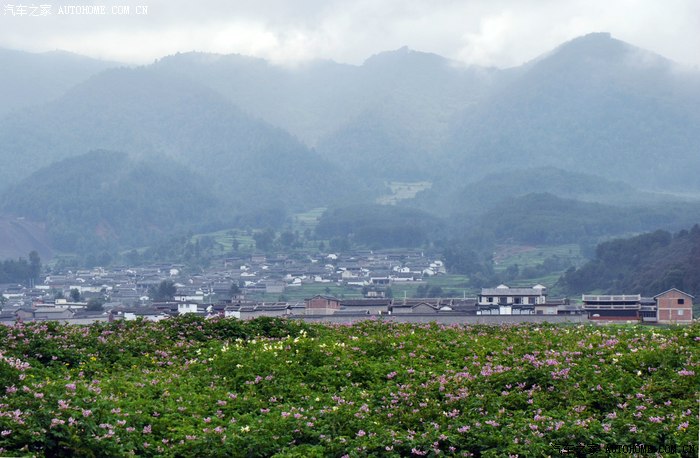 鹤庆马厂村的万亩洋芋花