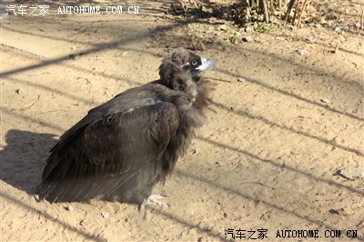 狮鹫,草原上以腐尸为食,真tm的大啊,看看那个大铁盆就知道了.