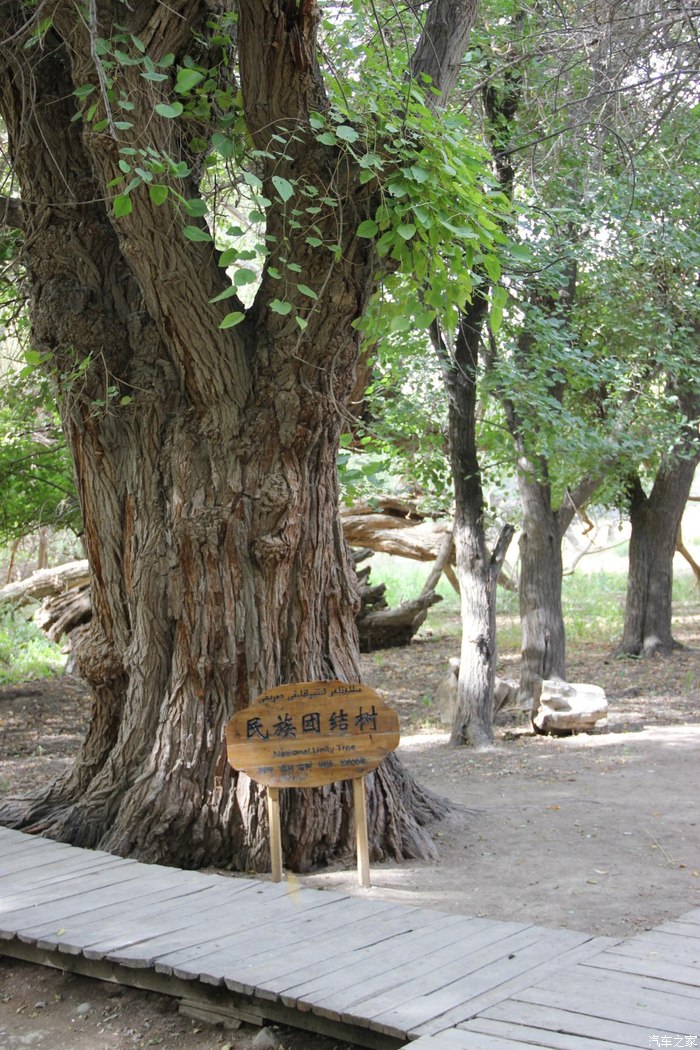 十一假期游览阿克苏天山 神木园