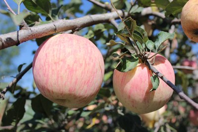 十月5日旬邑买苹果,很失败!_陕西_手机汽车之