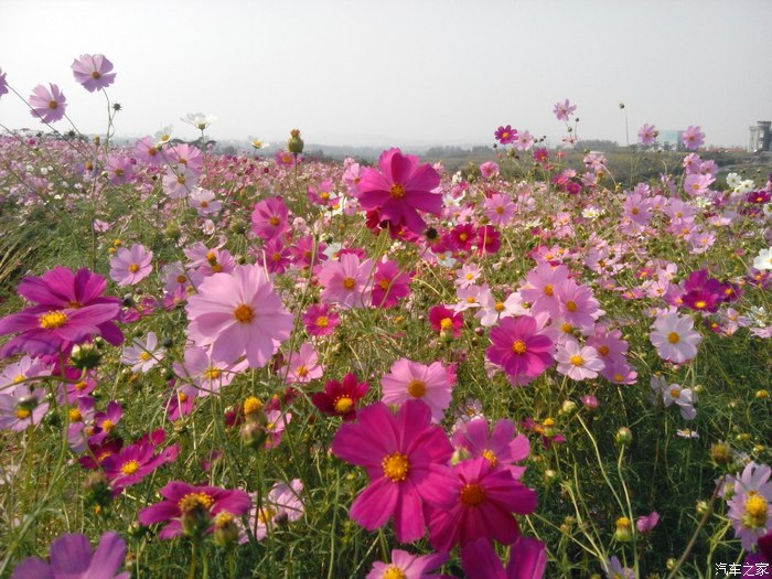 日照花仙子风景区