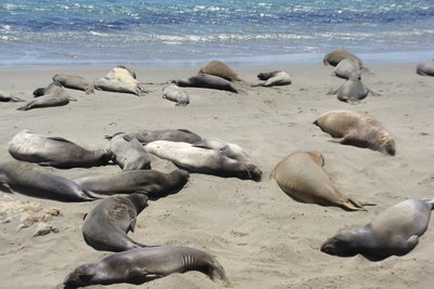 【屌丝大逃亡】加州一号公路全程自驾游