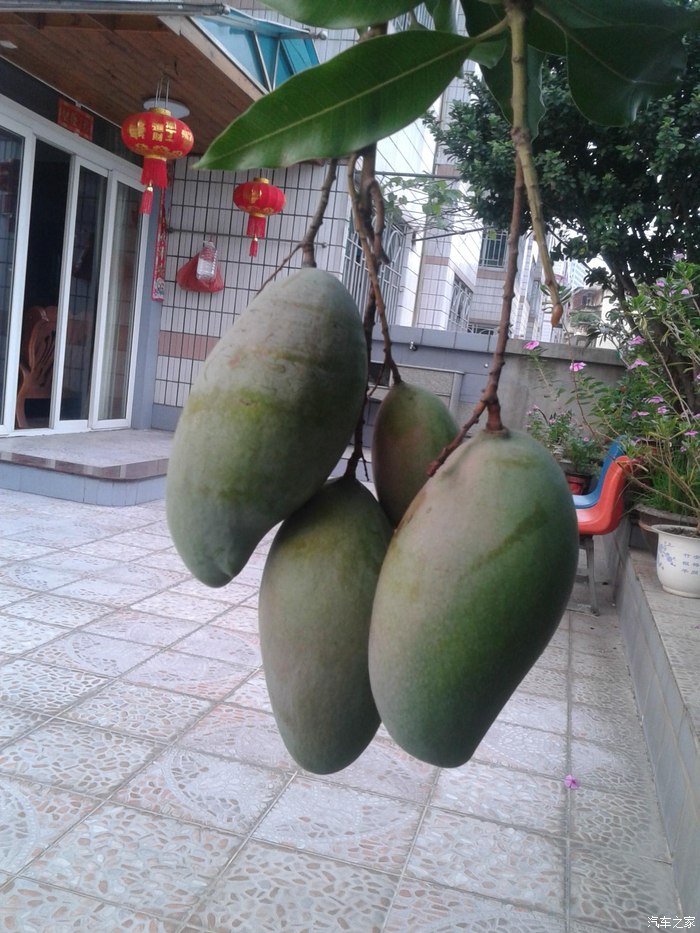 【图】芒果树哪家强?_悦翔论坛_汽车之家论坛