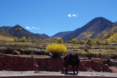 一个菜鸟 开个代步车 去西藏看十月的红叶
