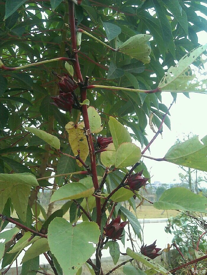 【图】这是什么果