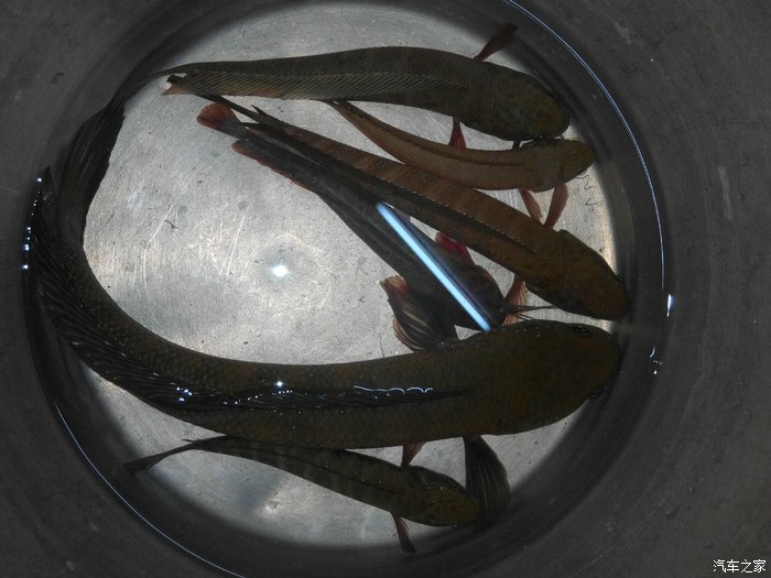 【图】请问各位大神这是什么鱼,是不是叫花鱼