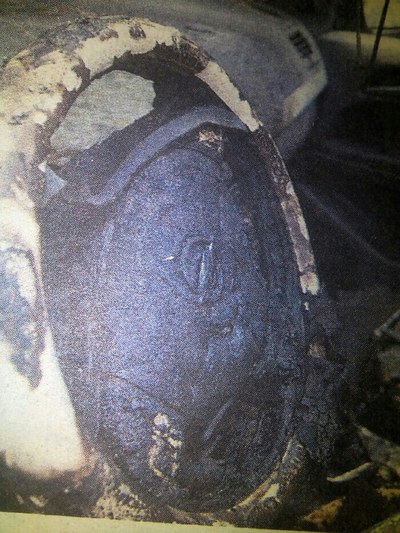 昨天广州有台车自燃,能分辨是什么车么?(有图