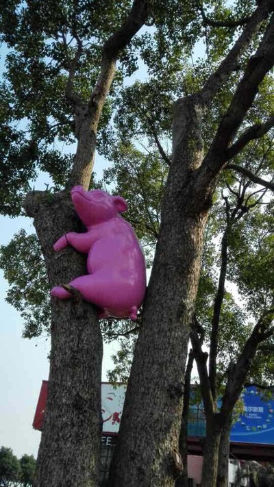 男人靠得住母猪也能上树!女人进来看看吧!