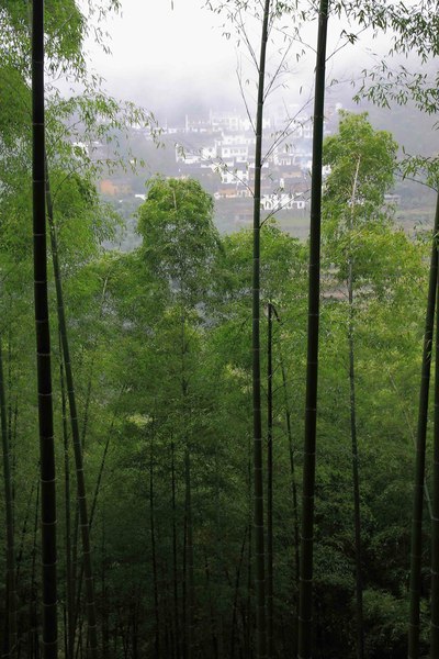 竹林小屋