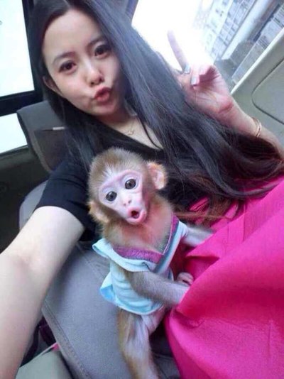 转发,网上最萌的宠物猴,袖珍石猴。_浙江