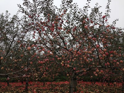 真正的日行千里 陕西苹果的原产地采摘自驾行