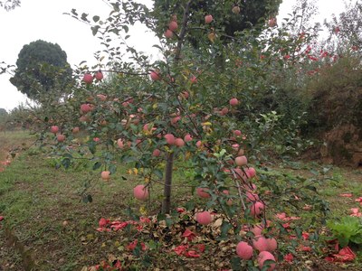 真正的日行千里 陕西苹果的原产地采摘自驾行