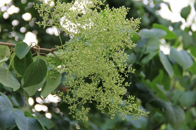 香气溢暴马子丁香花