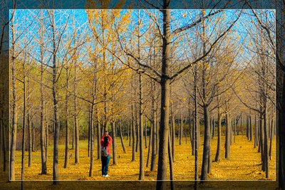 留住那一抹秋色---北京东坝郊野公园游_雪铁龙