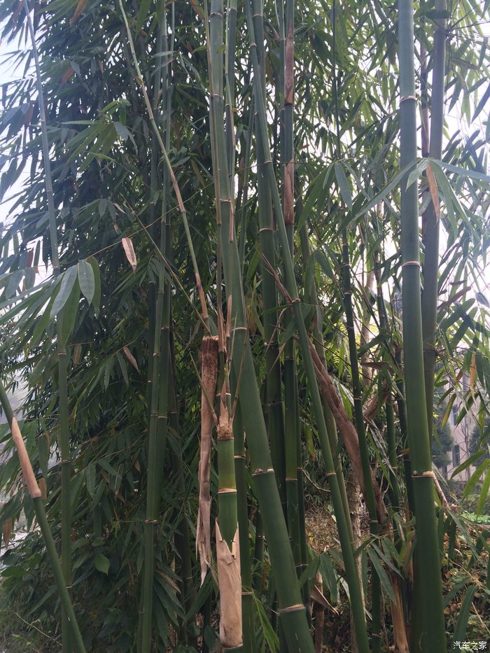 【图】宜昌三峡竹海。_河北论坛_汽车之家论