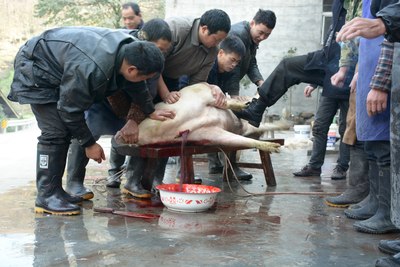 【杀猪】"年猪本色,花钱去买肉"想吃腊肉的都去农村集结