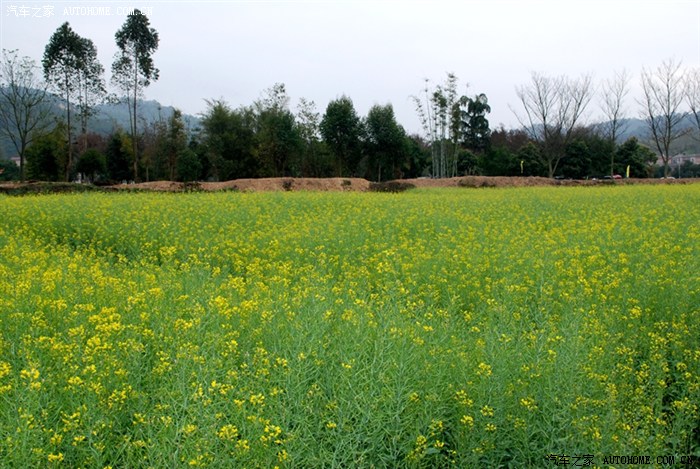 【图】油菜花开正当时—广州市踏春景点_广东论坛_汽车之家论坛